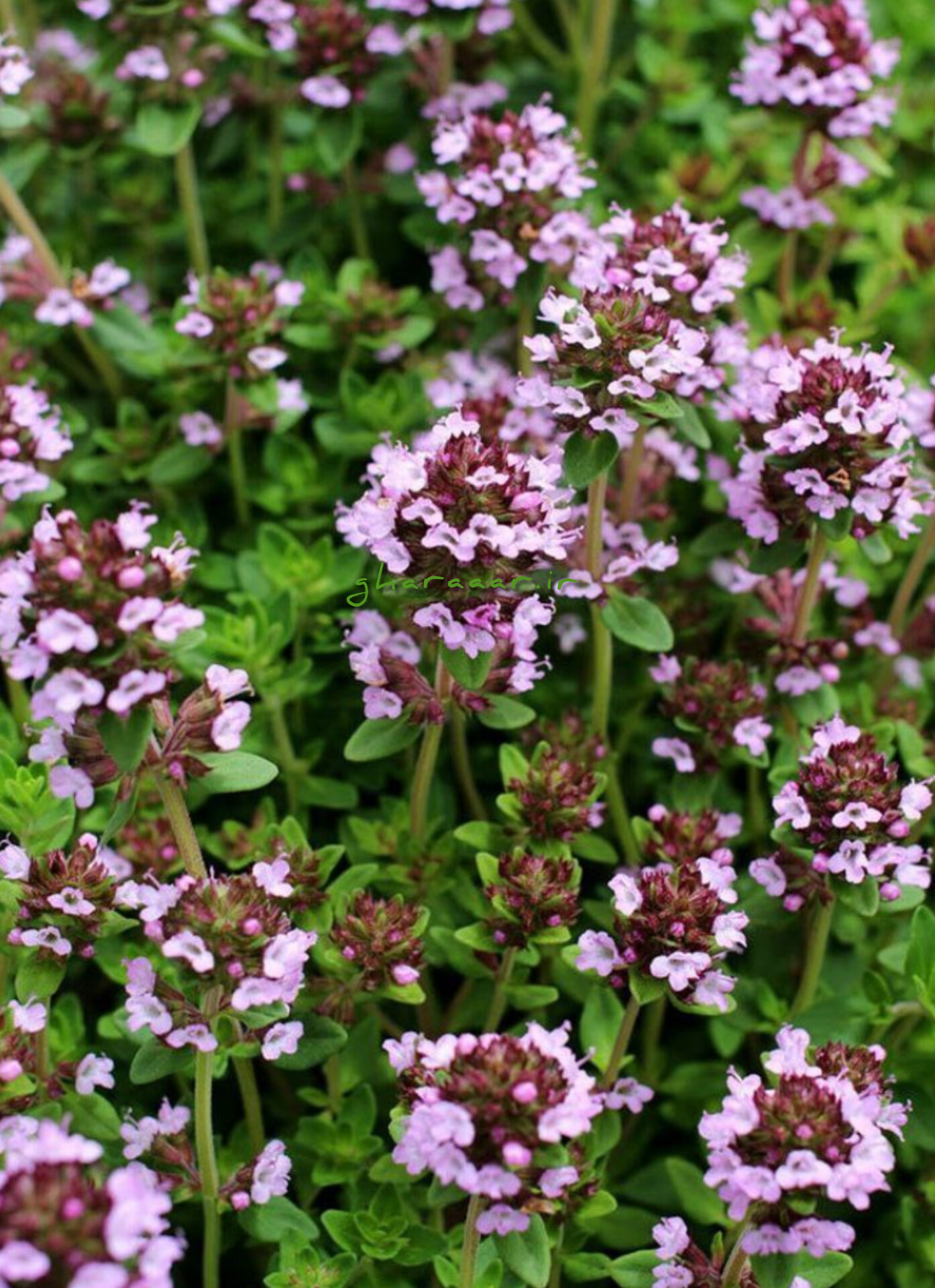 آویشن یا گلوفته یا آزربه