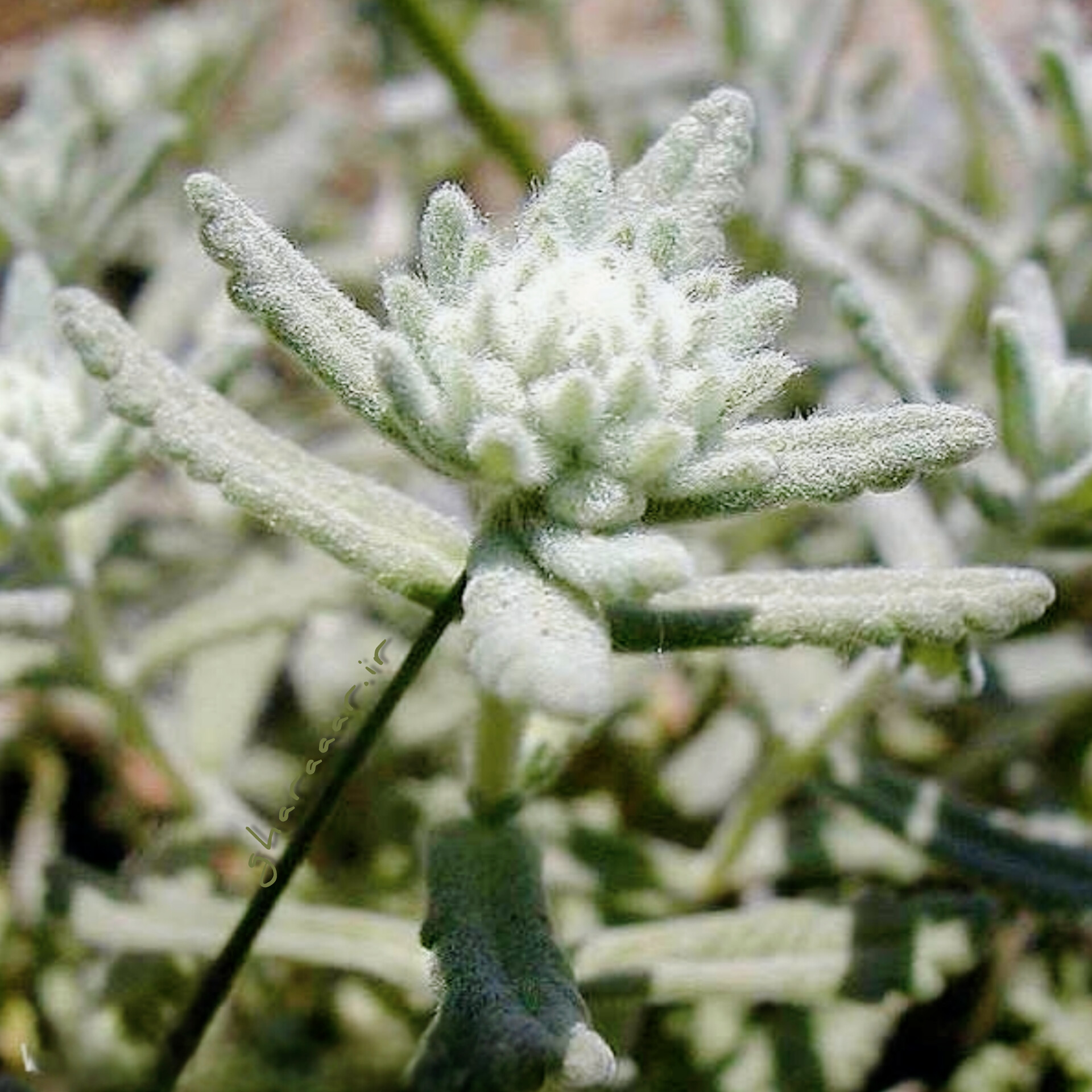 گیاه کلپوره