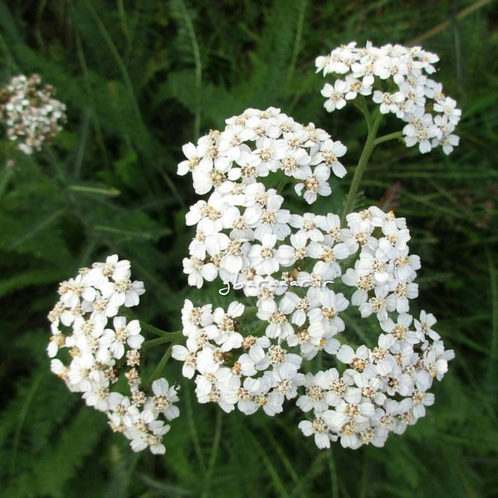 گیاه بومادران