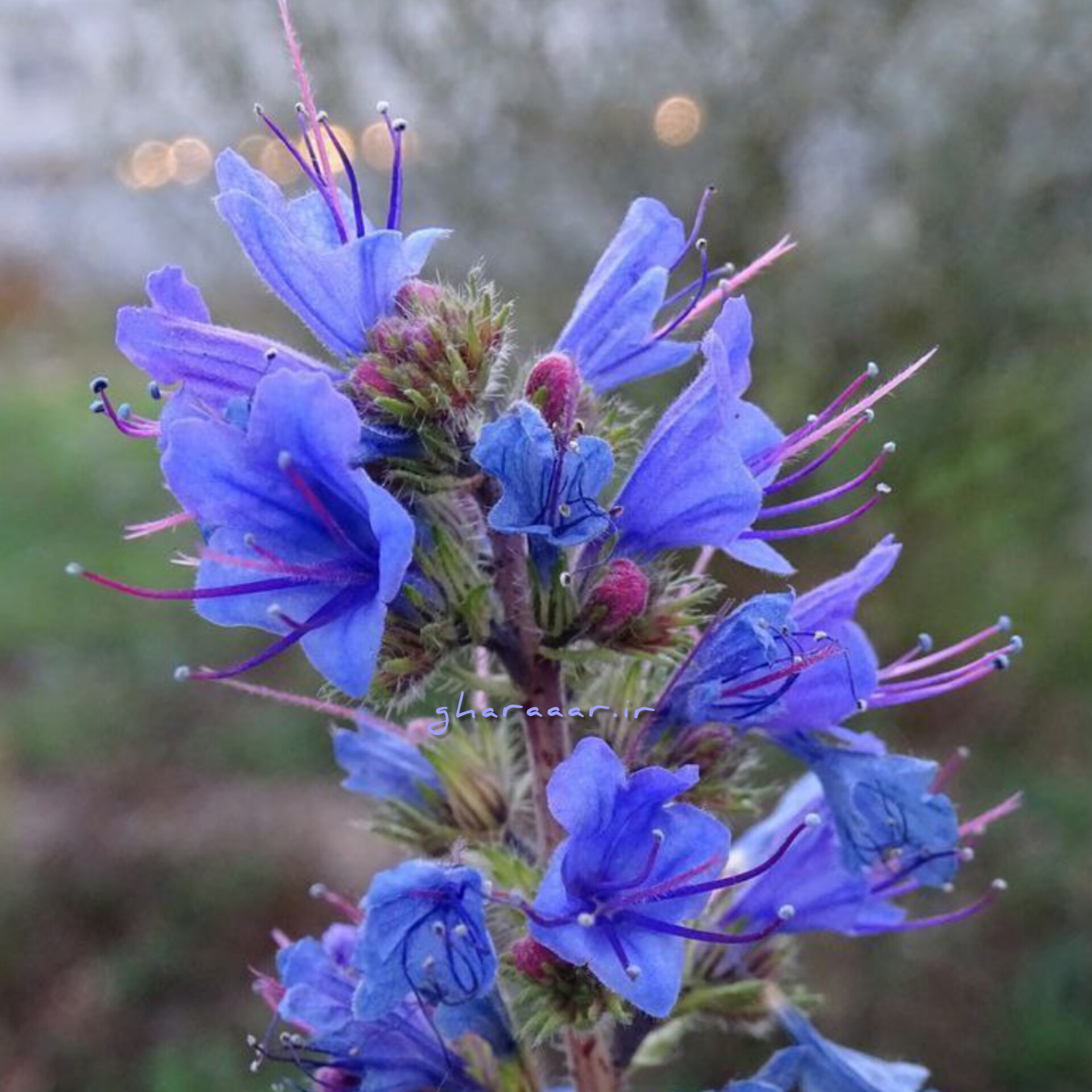 گل گاوزبان (افعی‌گیاه)