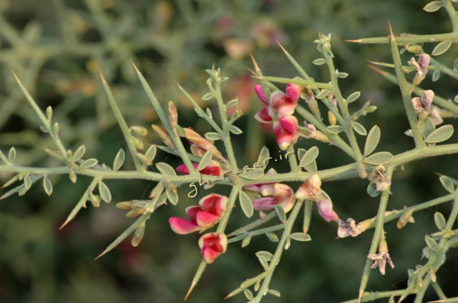 گیاه خارشتر