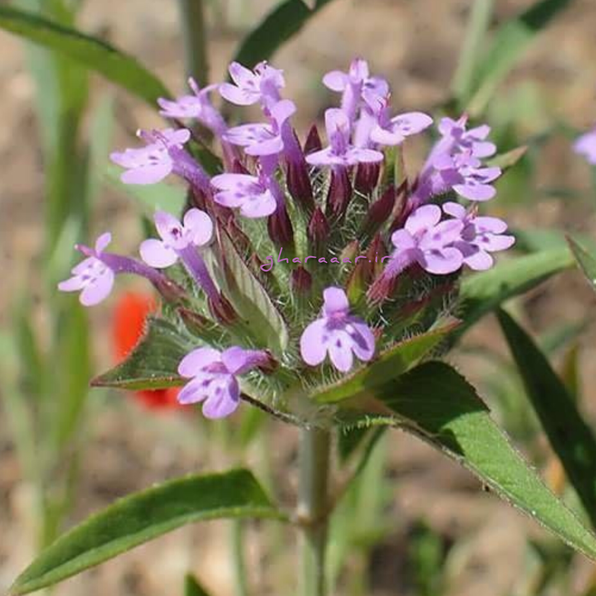 گیاه کاکوتی