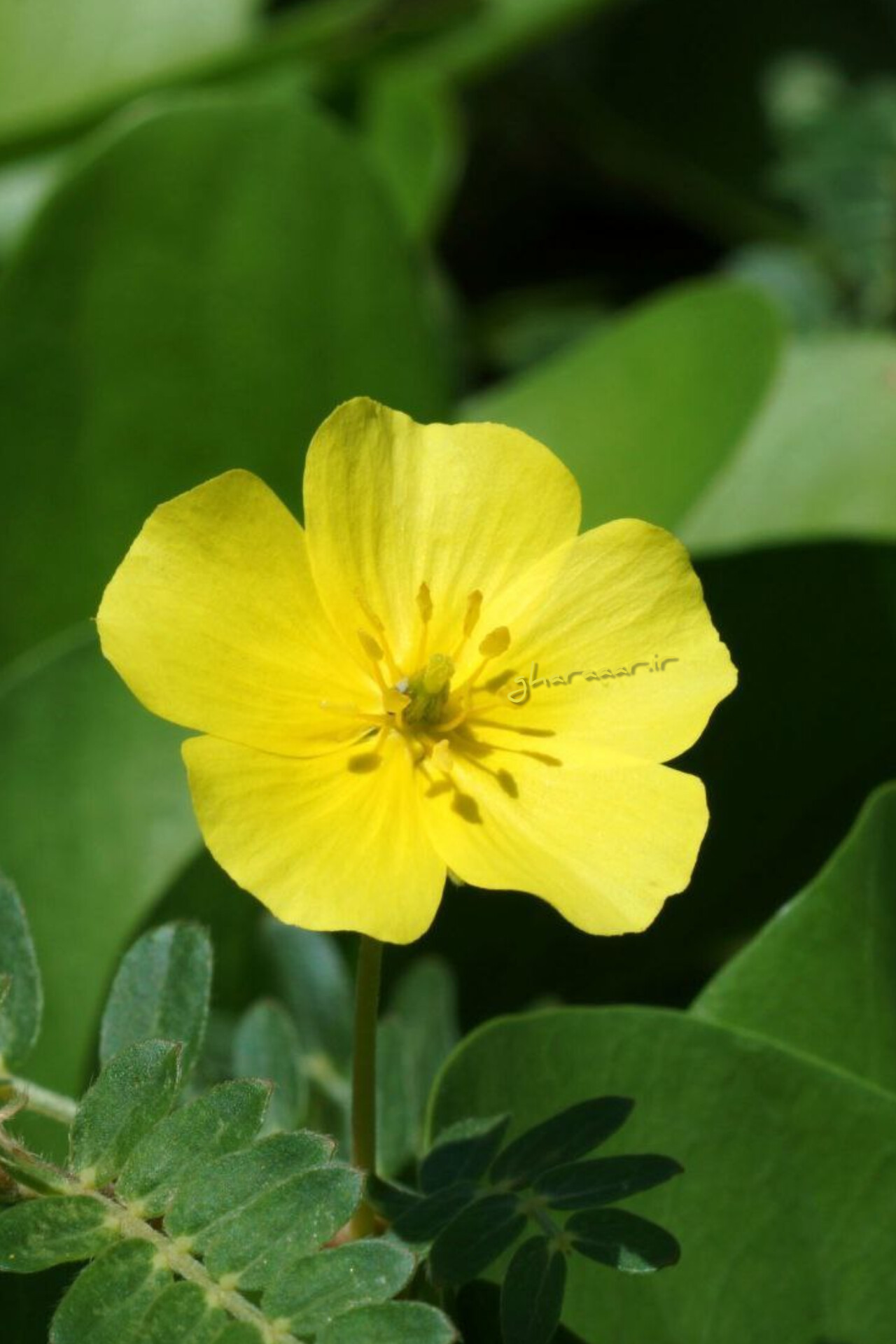 گیاه خارخاسک