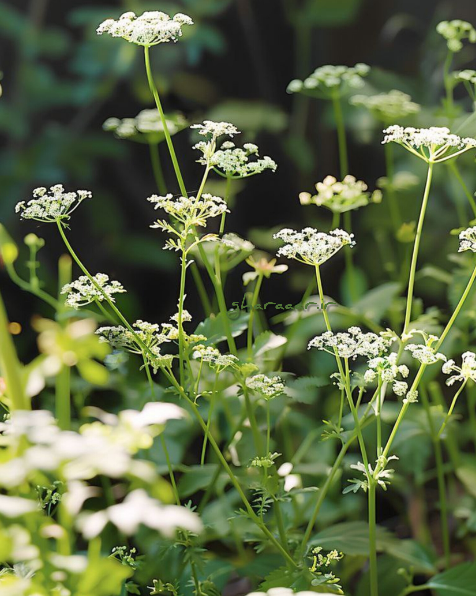 گیاه زیره سبز