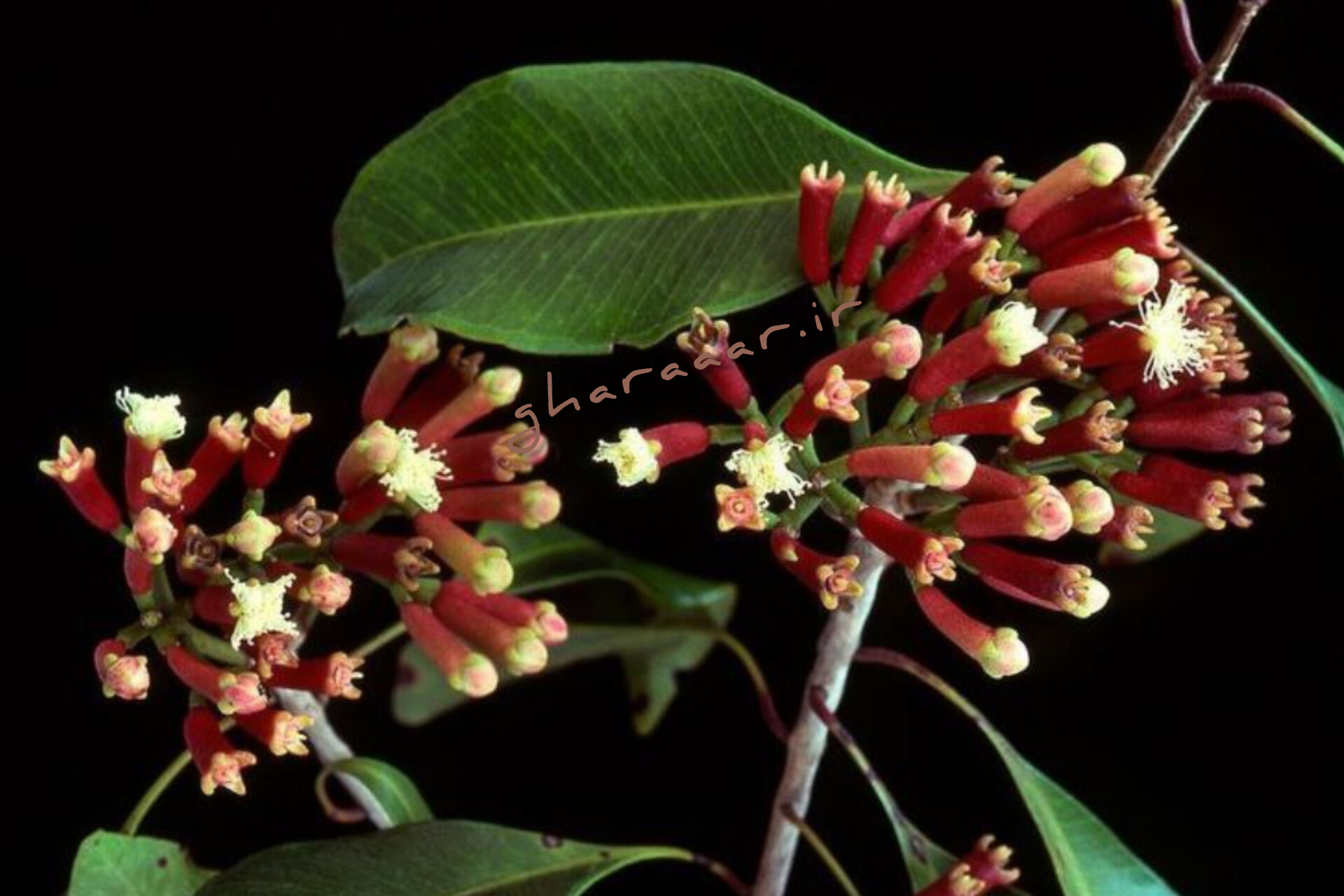 گیاه میخک صدپر