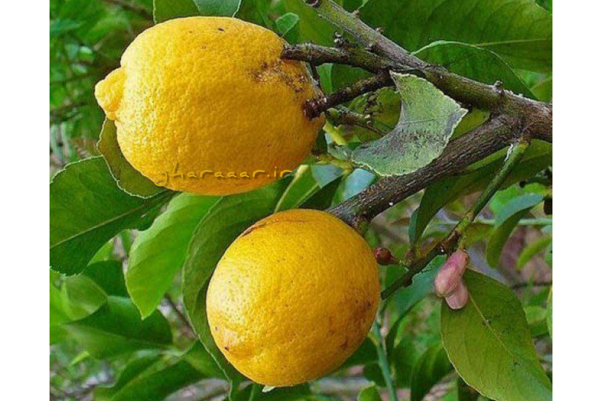 بالَنگ، بالنج، بادرنگ، بادرنج، اترج