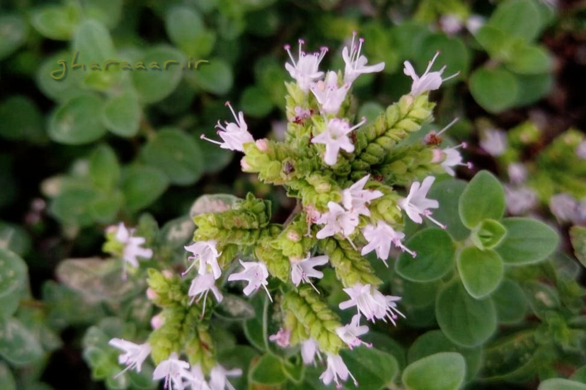 گیاه مرزنجوش