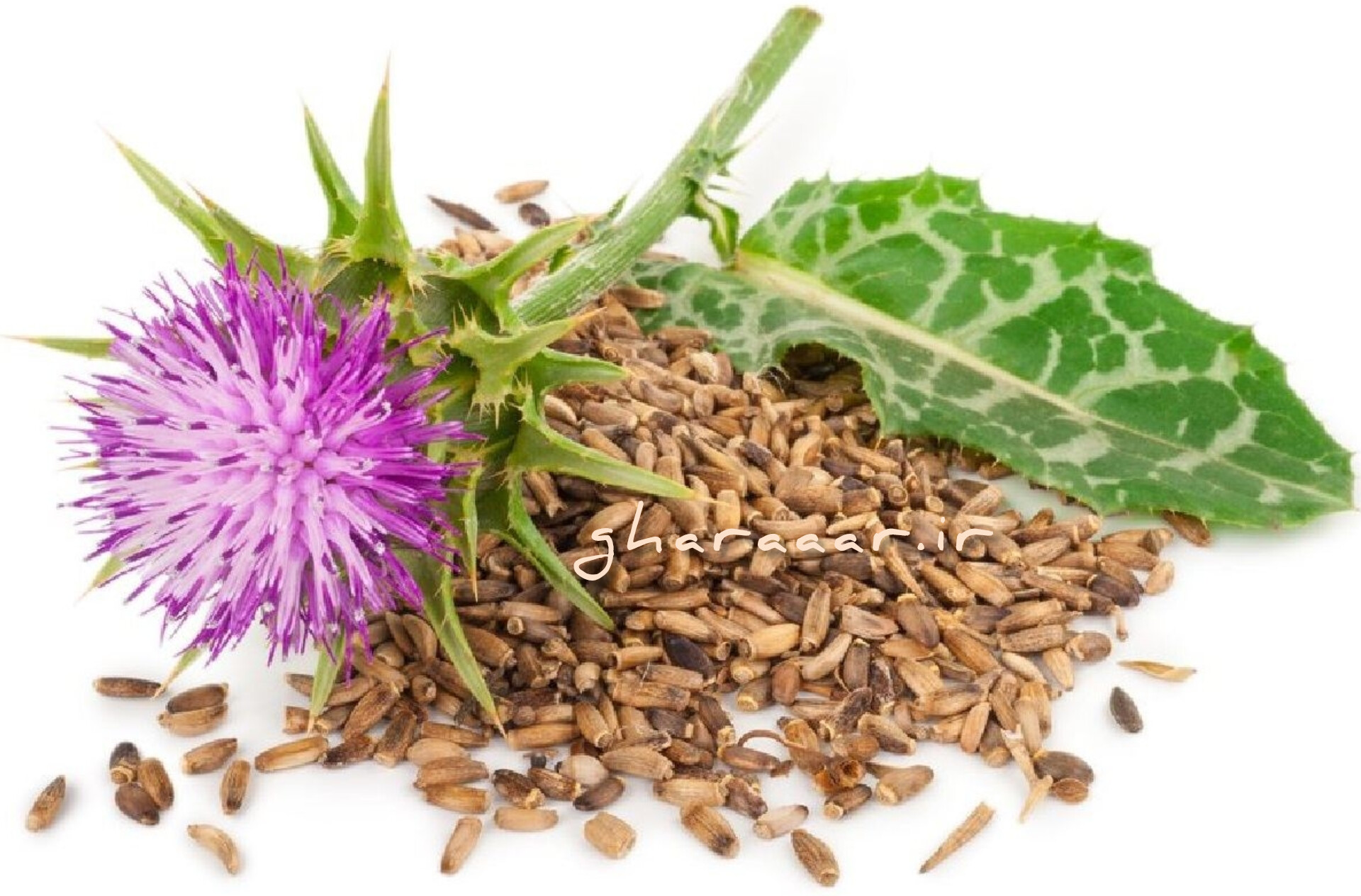 گیاه خارمریم