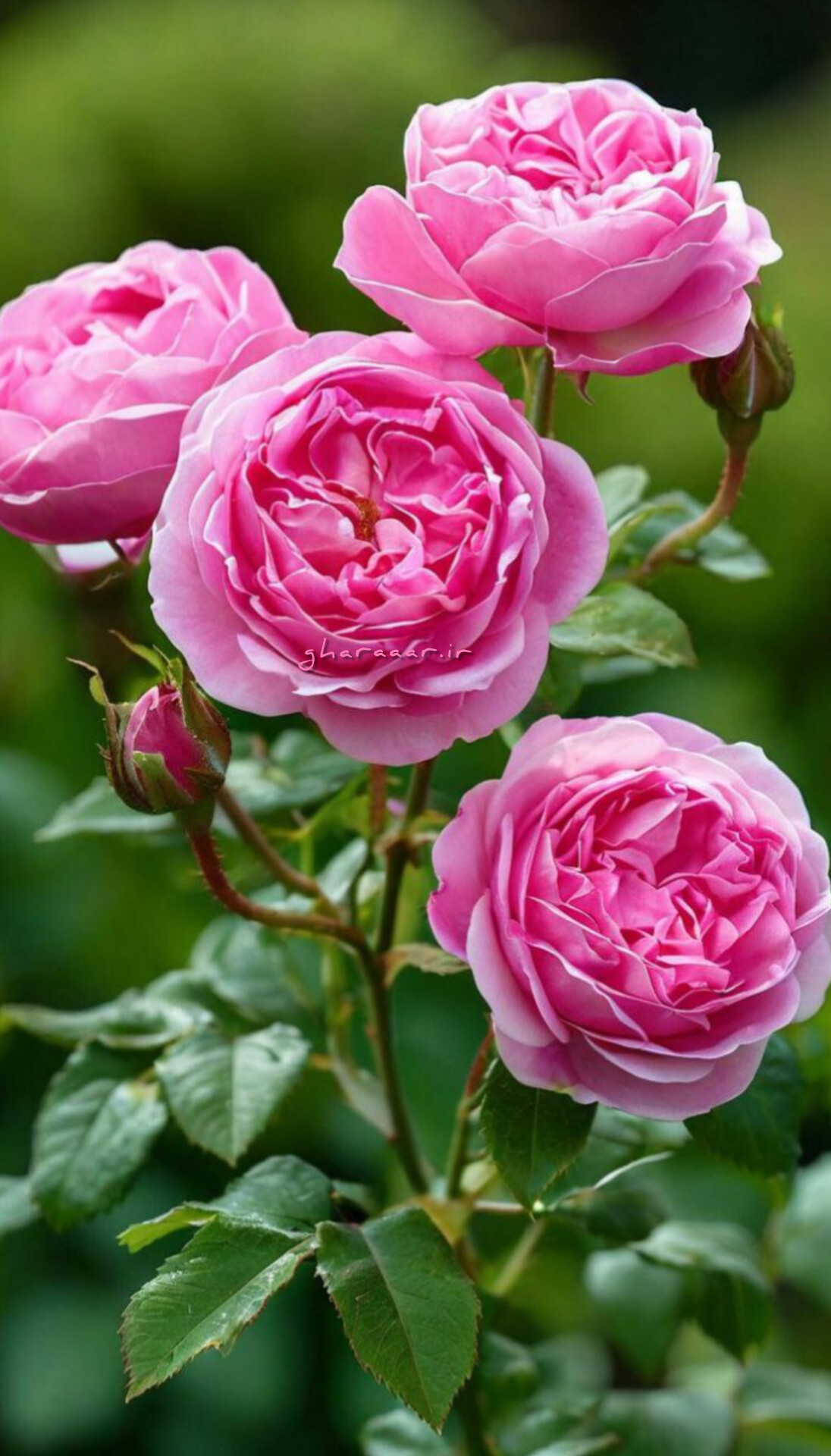 گیاه گل محمدی