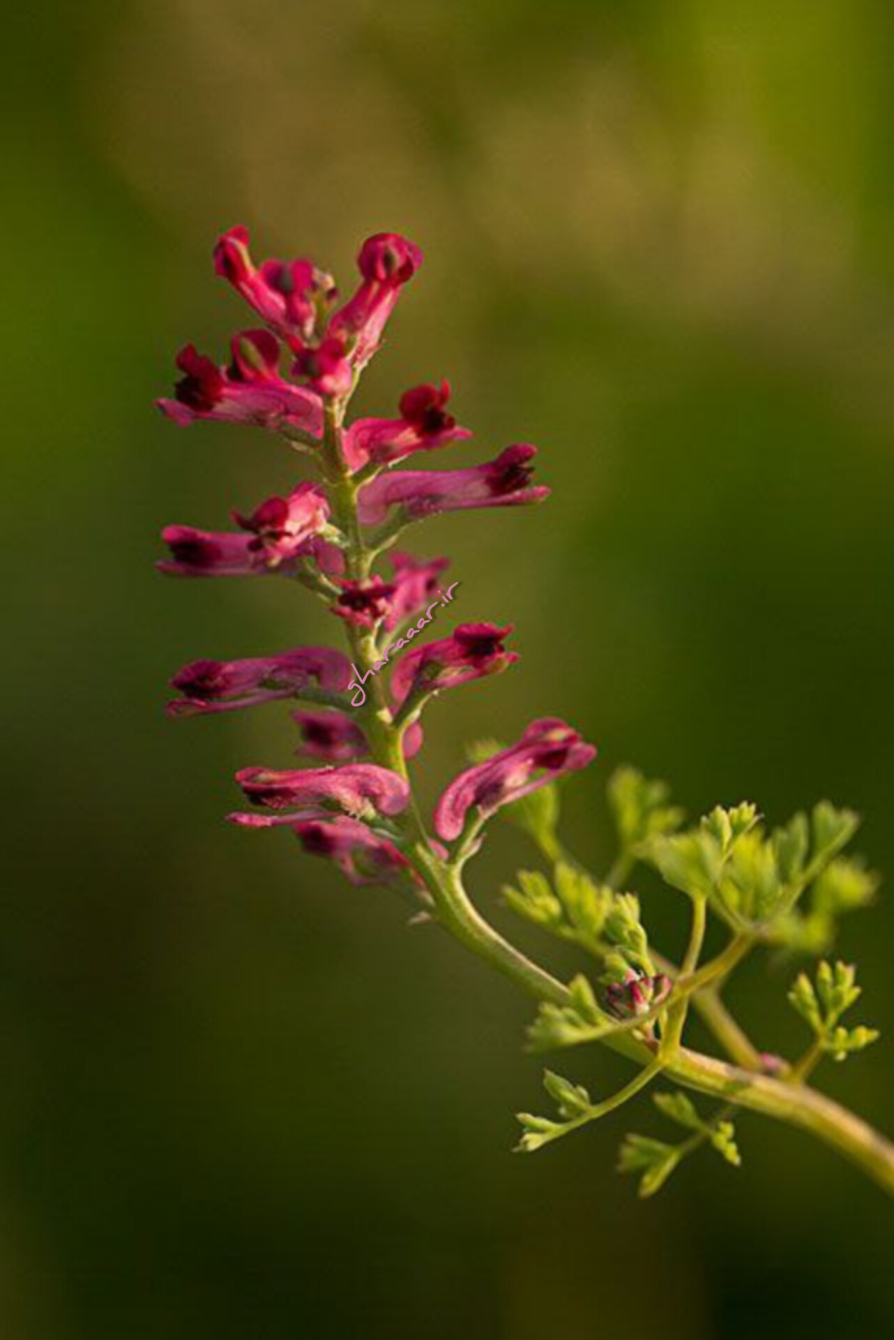 گیاه شاه‌تره یا شاطره