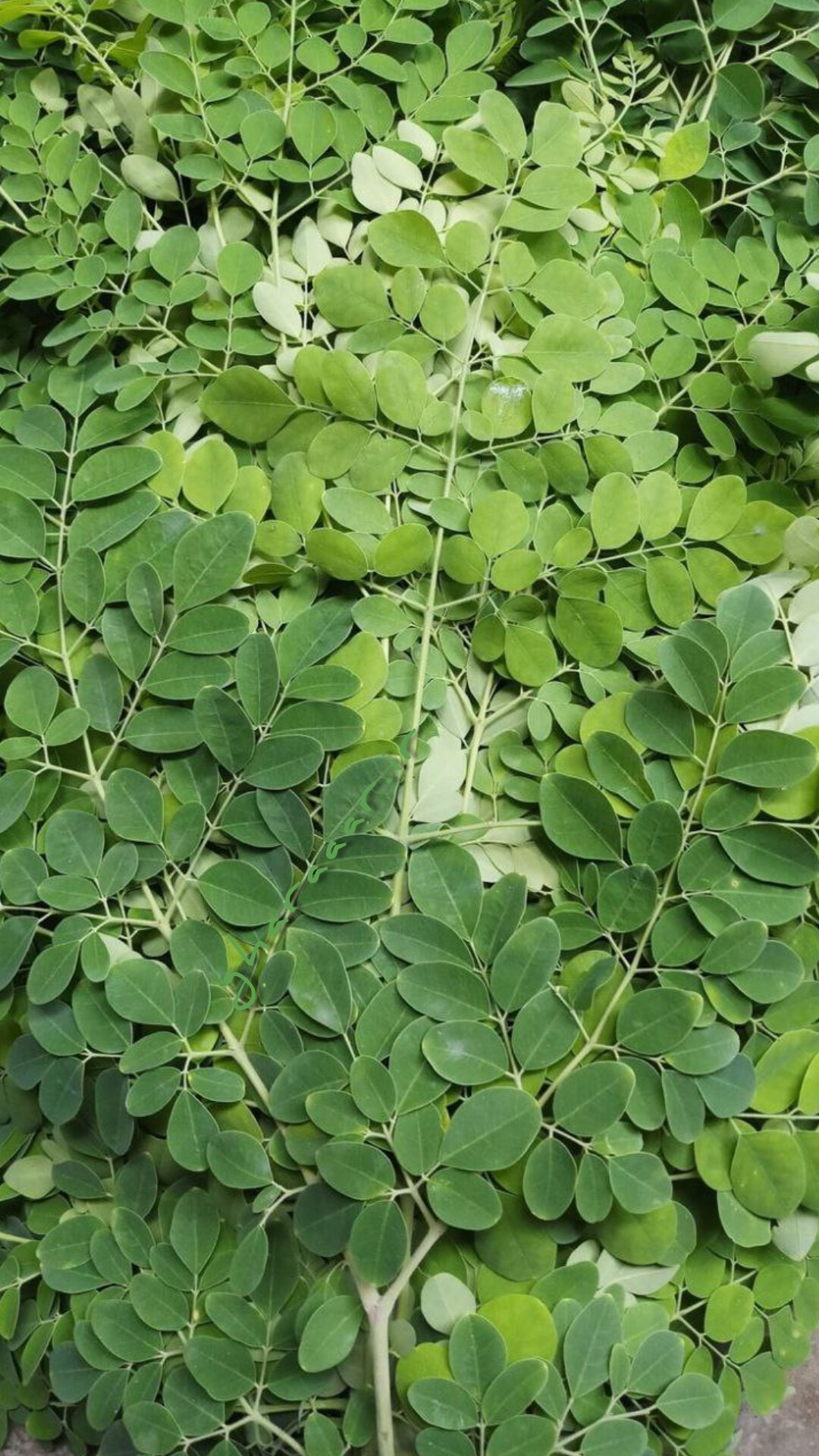 گیاه شنبلیله