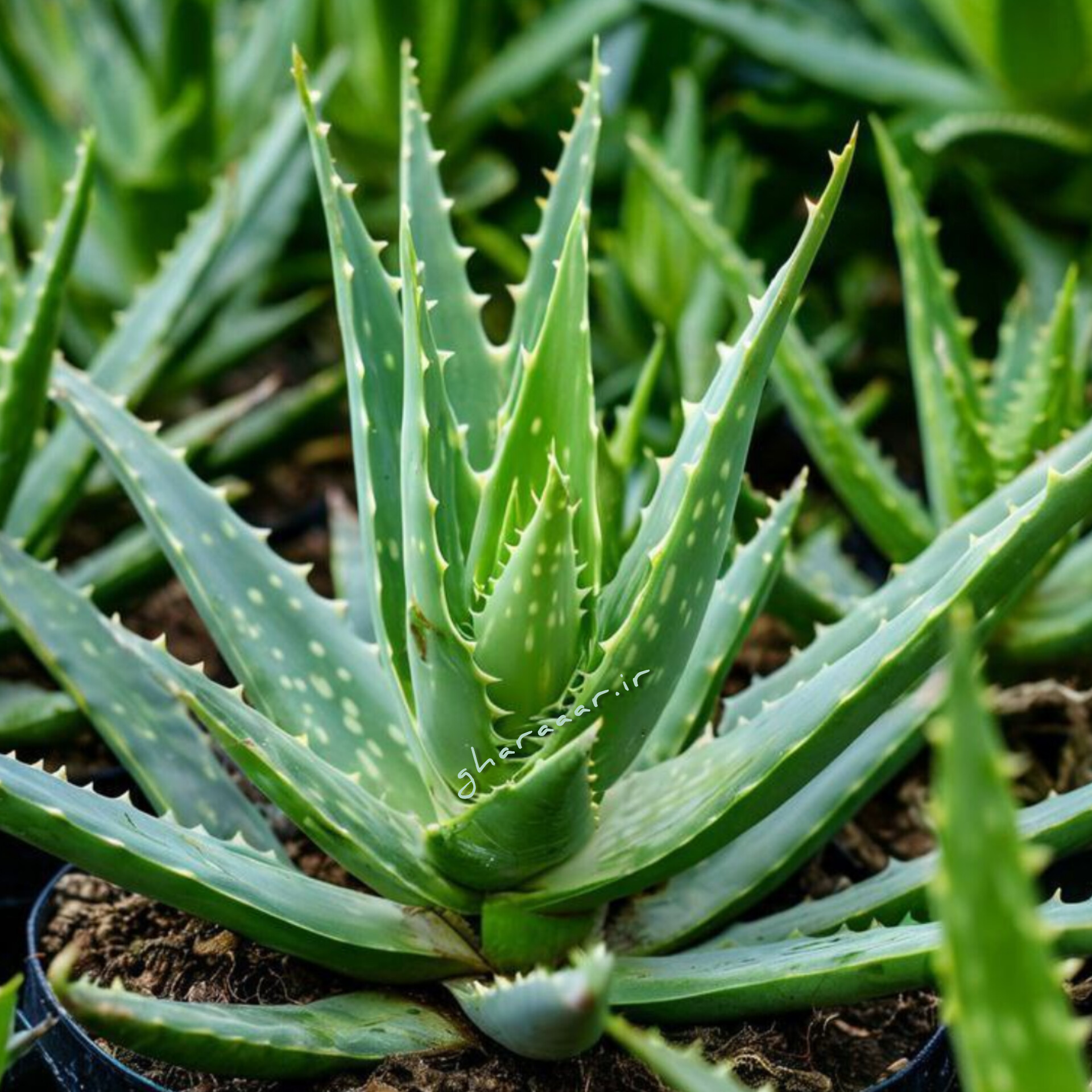 گیاه آلوئه‌ورا یا آلوورا