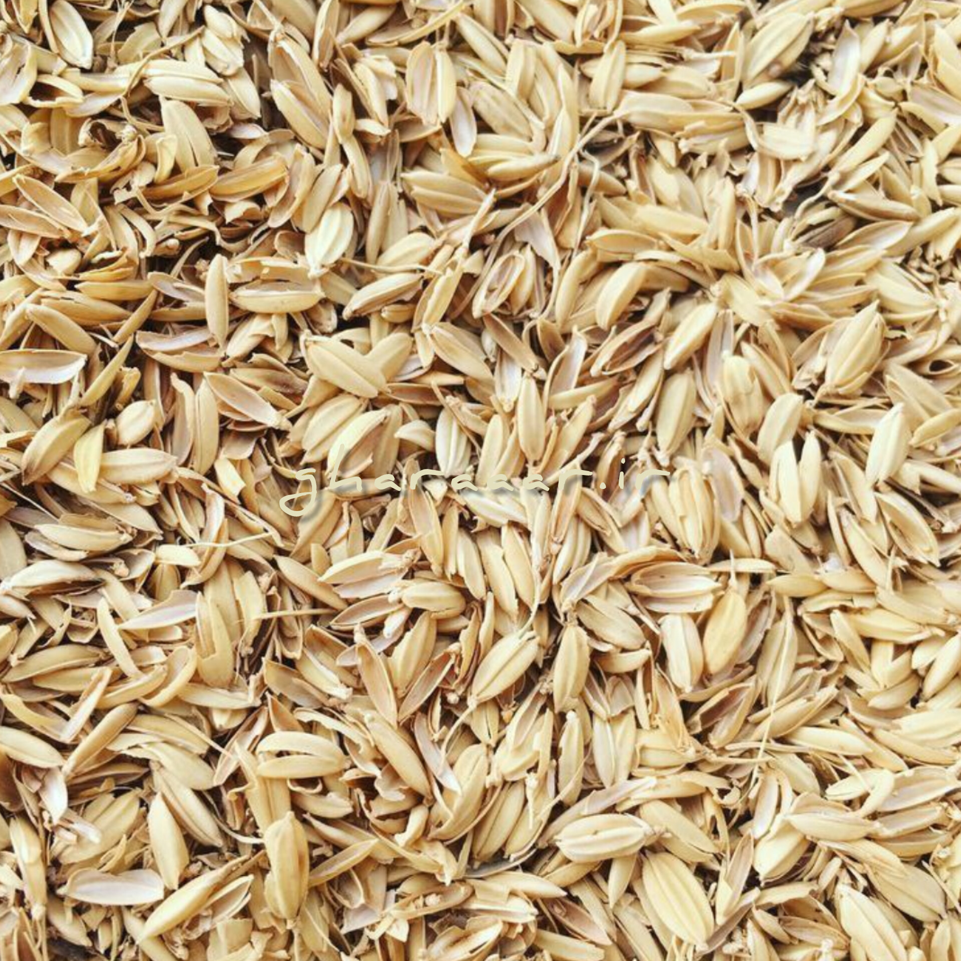 گیاه شلتوک یا چلتوک