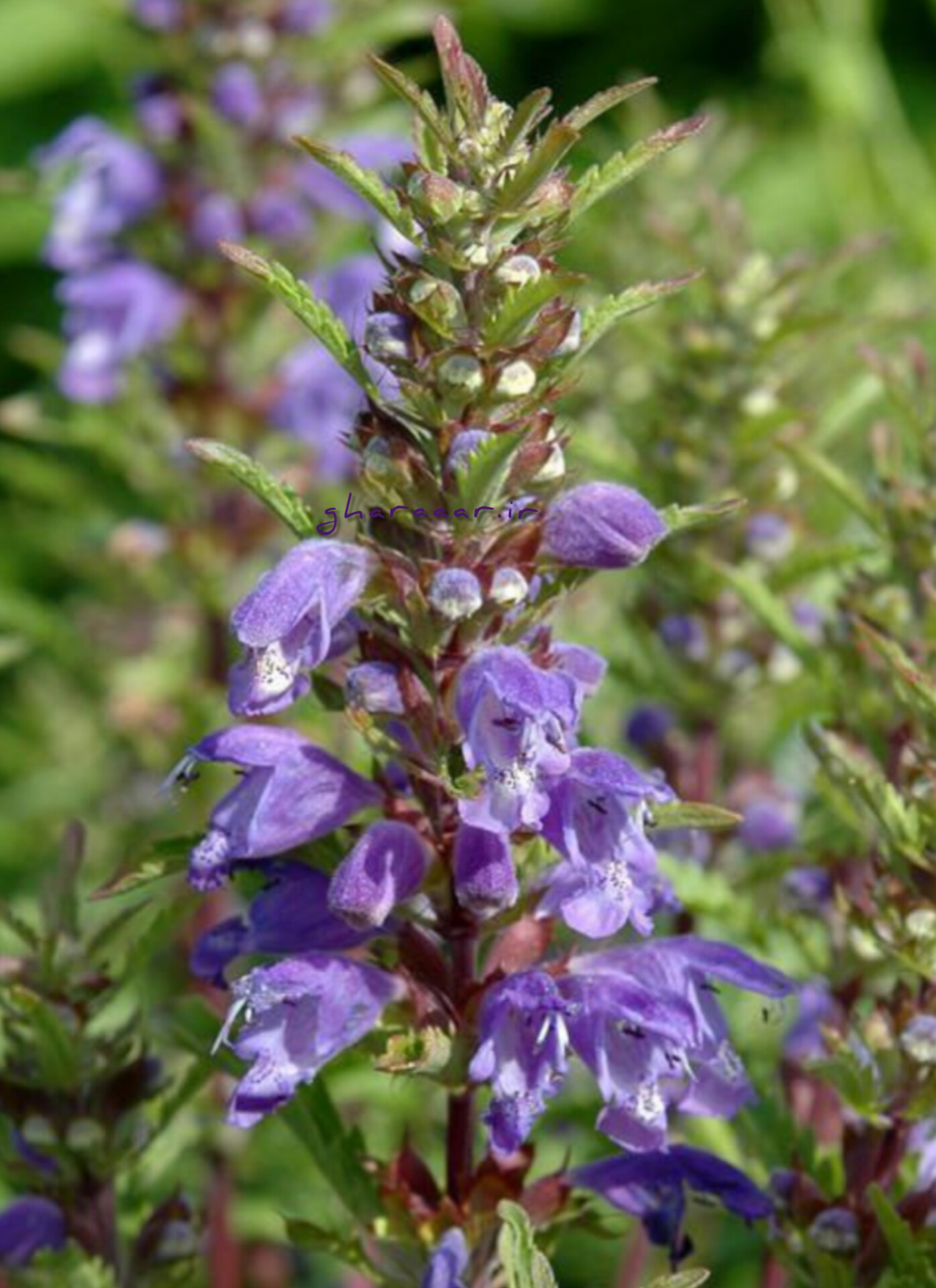 بادْرَنجبویه یا بادرنگ‌بویه