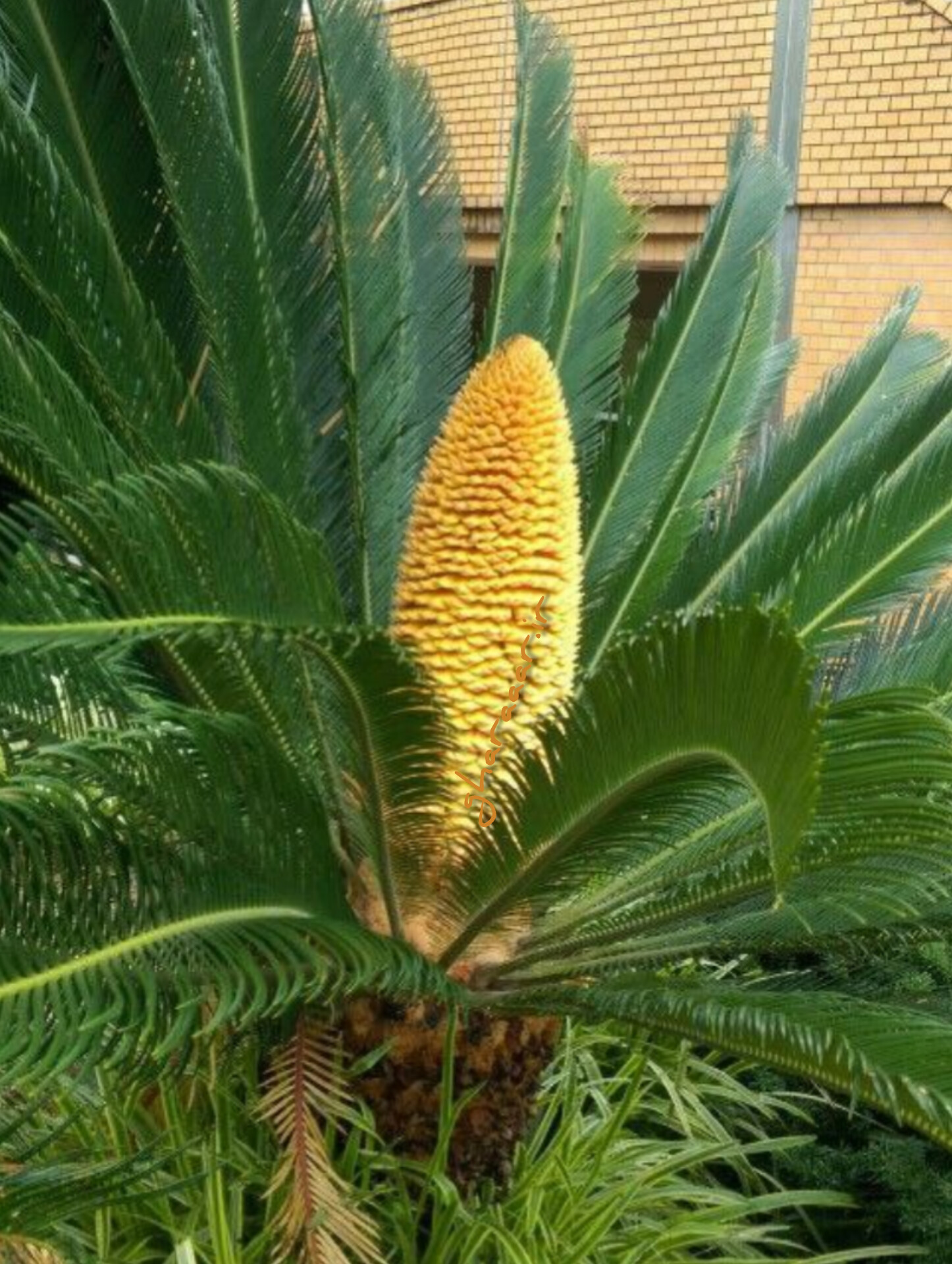 گیاه طارونه