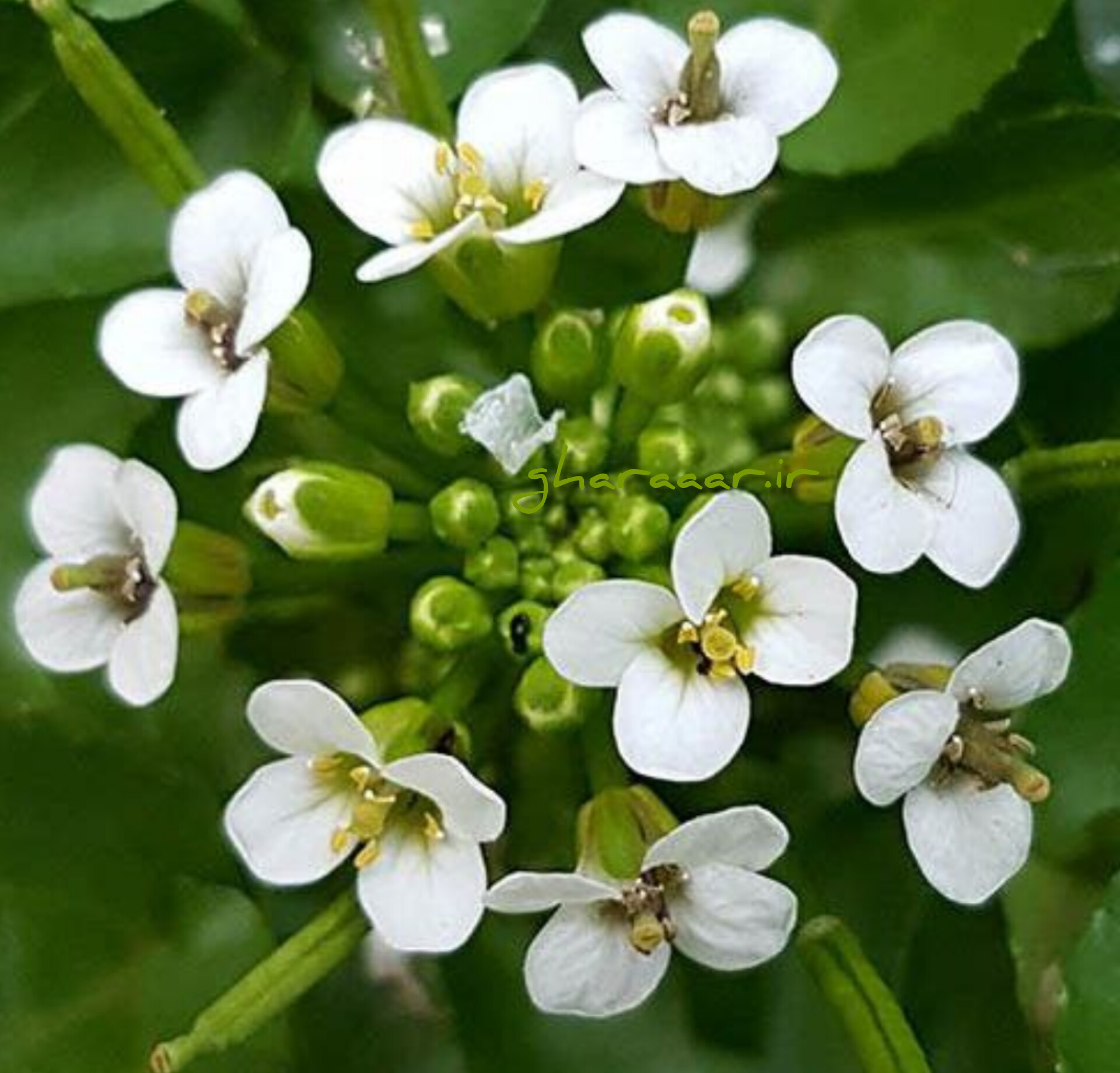 بولاغ اوتی (علف چشمه)