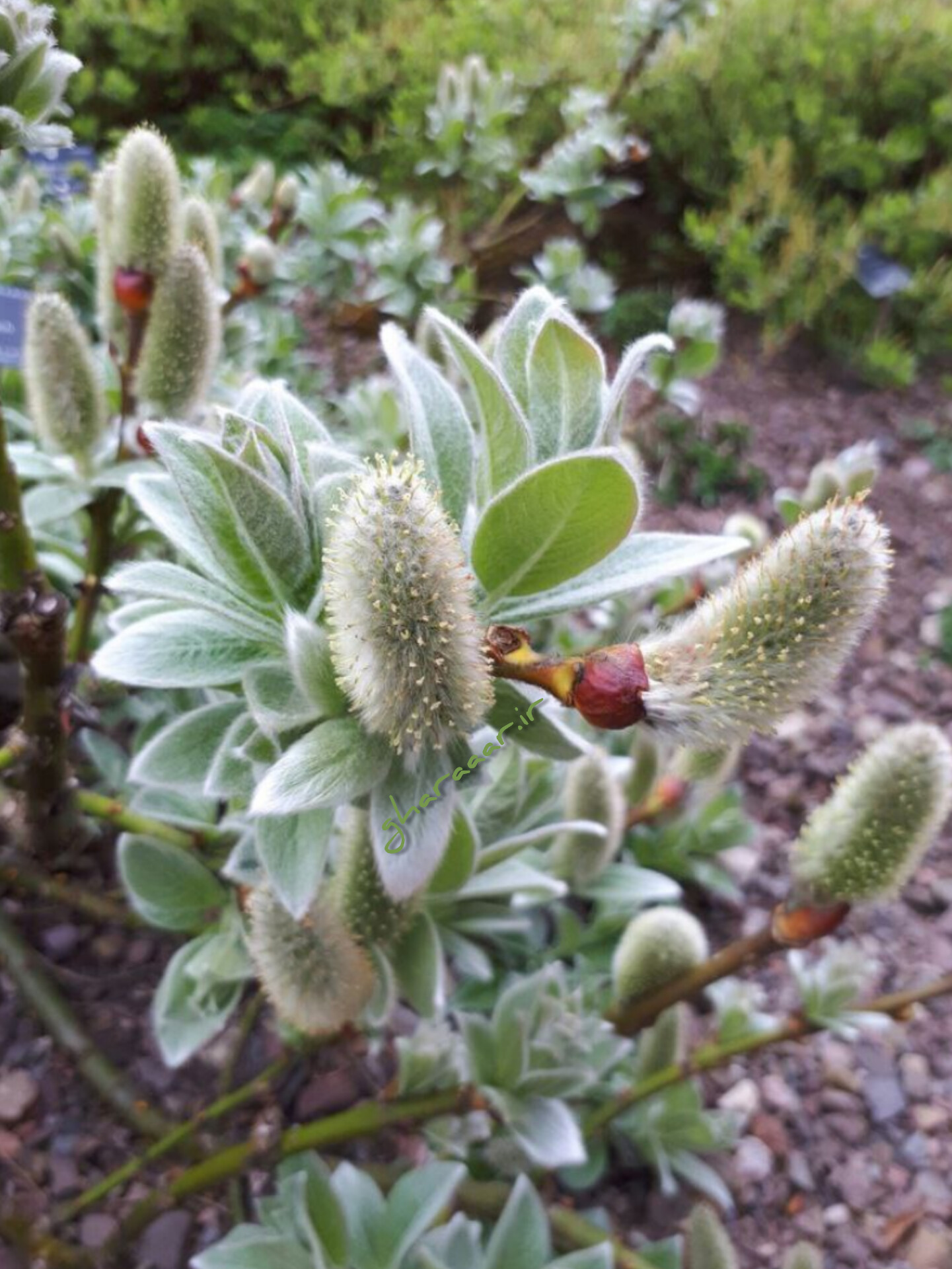 گیاه بیدمِشک