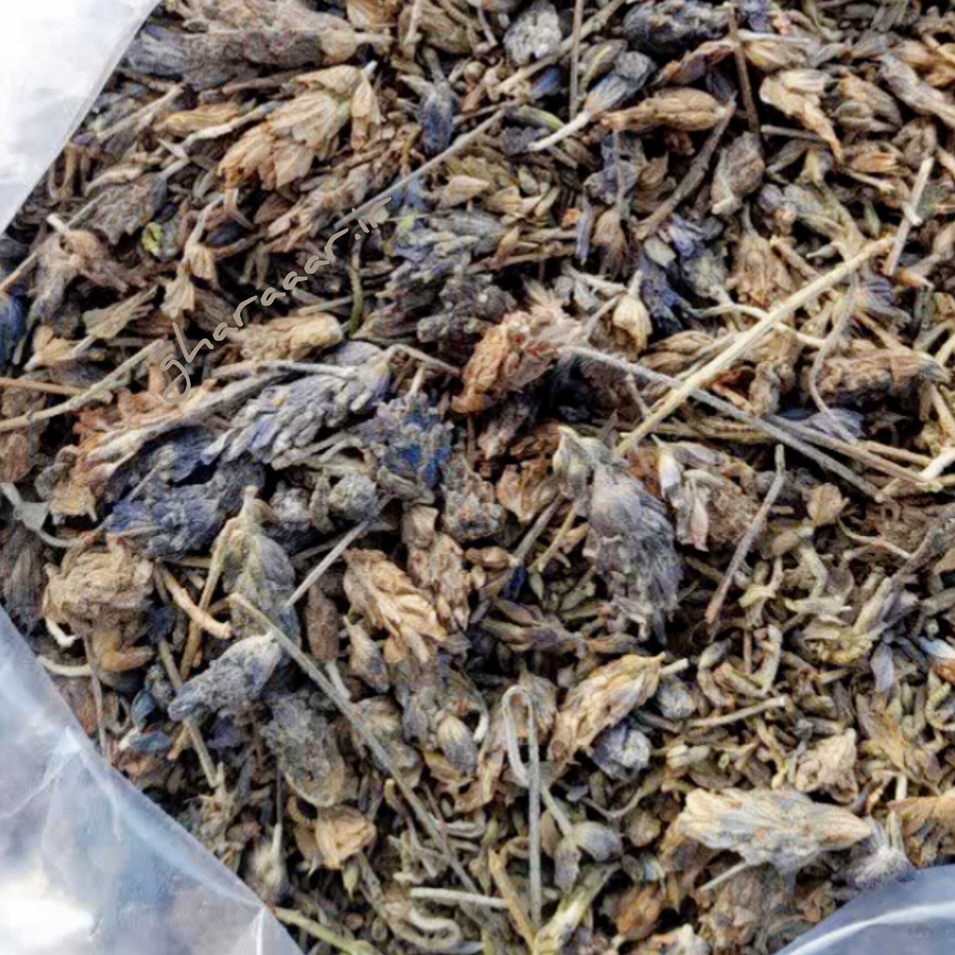 اسطوخودوس خارجی ۱۰۰ گرم