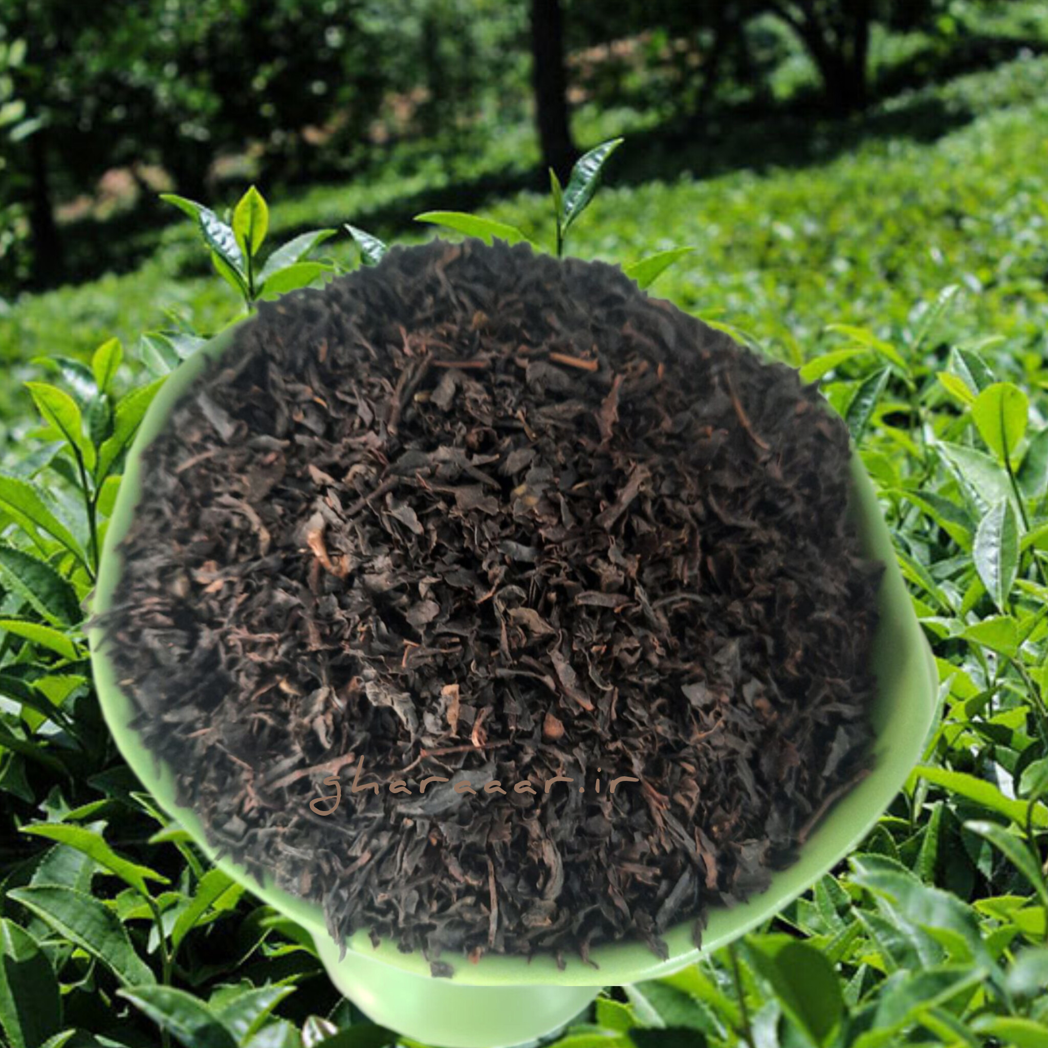 چای سرگل گیلان