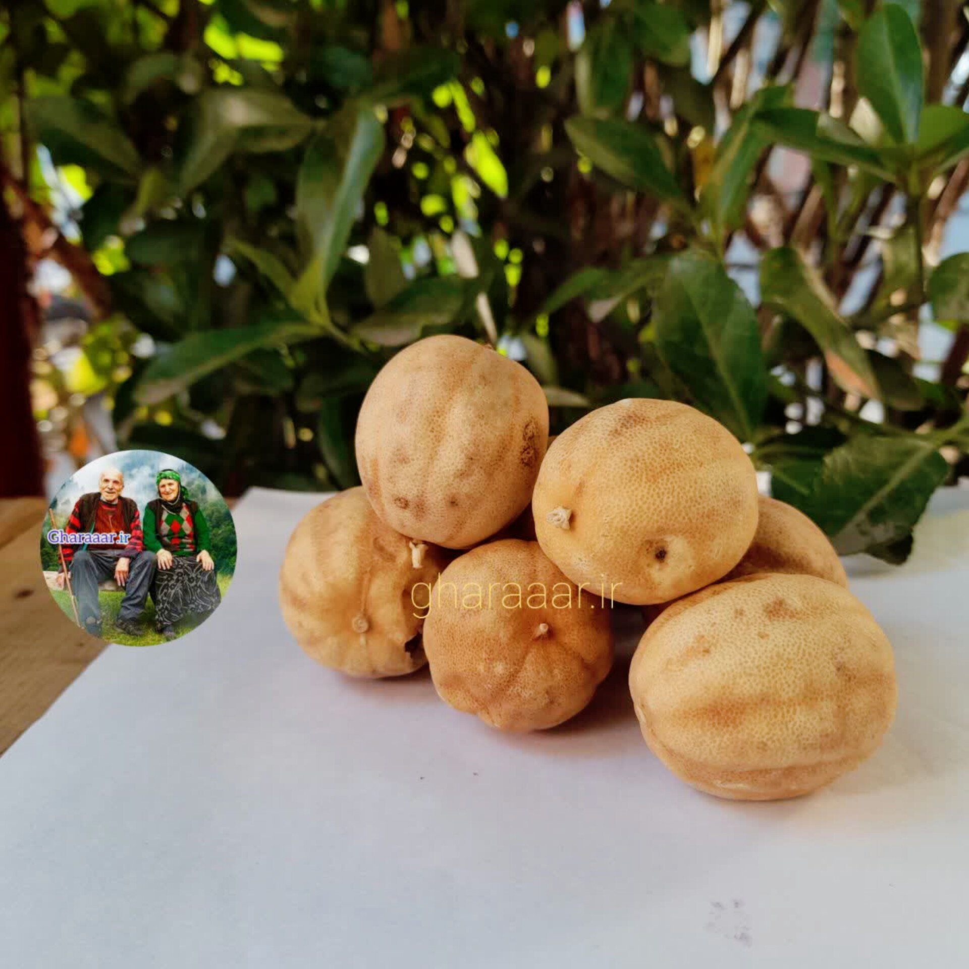 لیمو عمانی