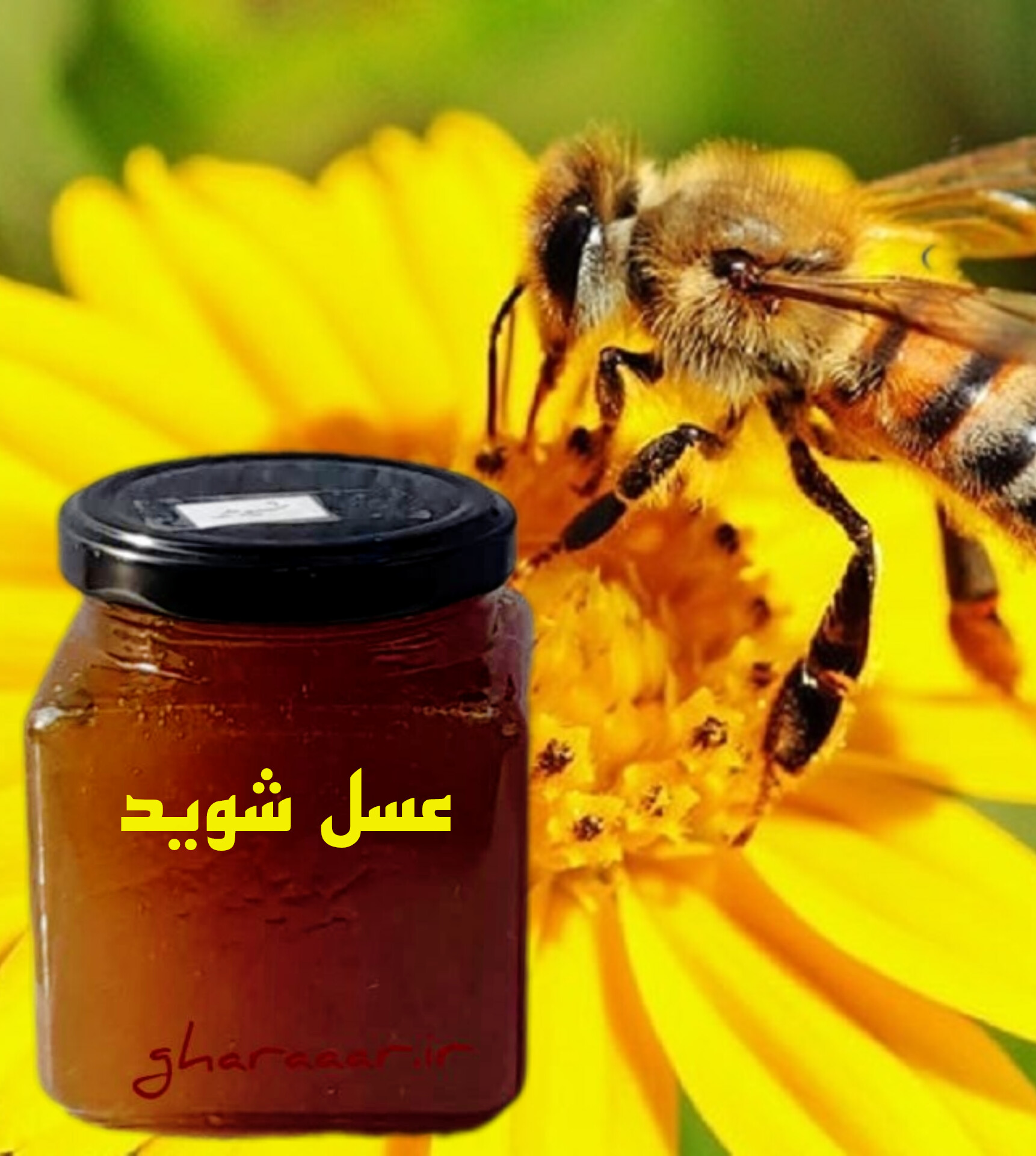 عسل شوید شیشه‌ای ۴۵۰ گرم