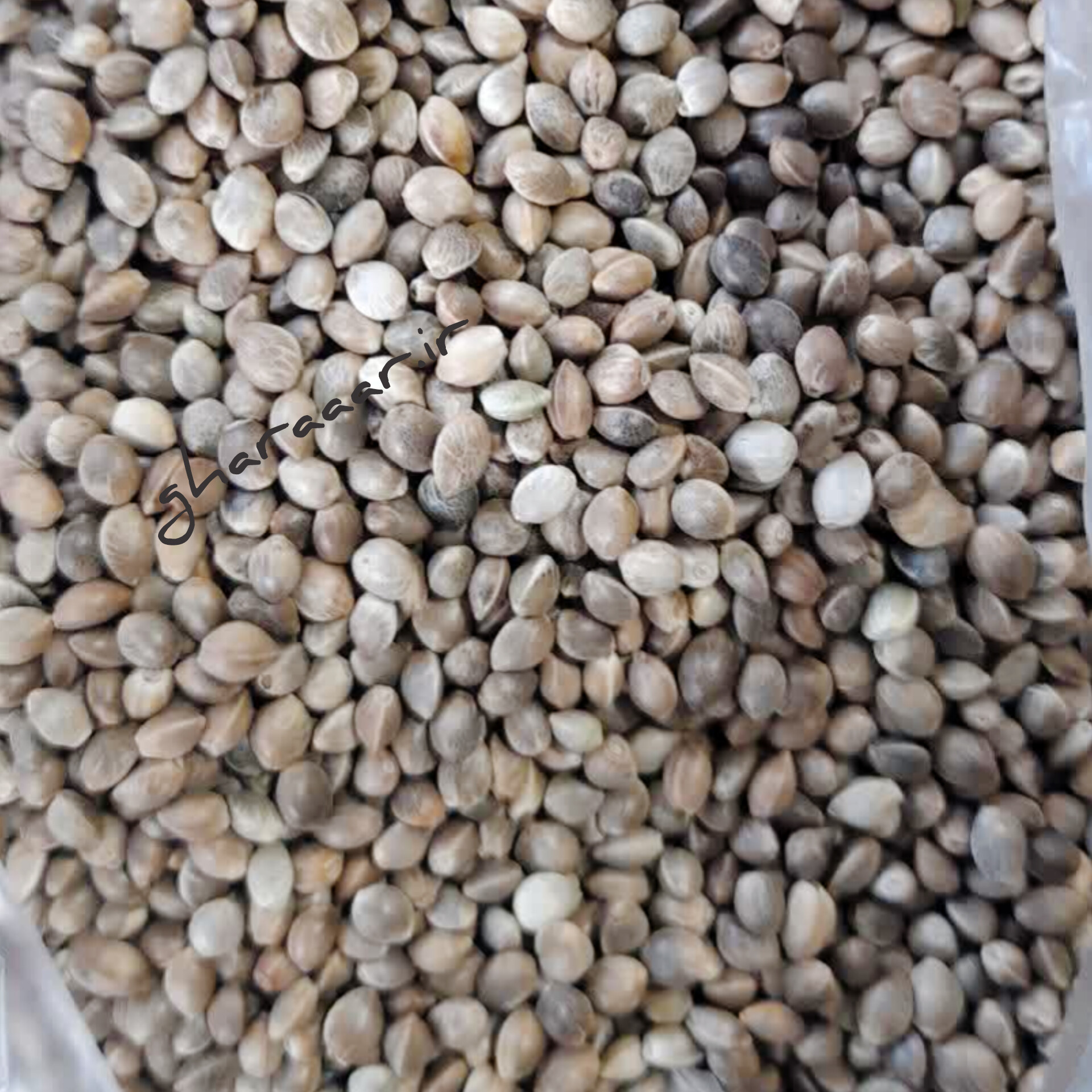 شاهدانه (شادونه) خام ۱۰۰ گرم