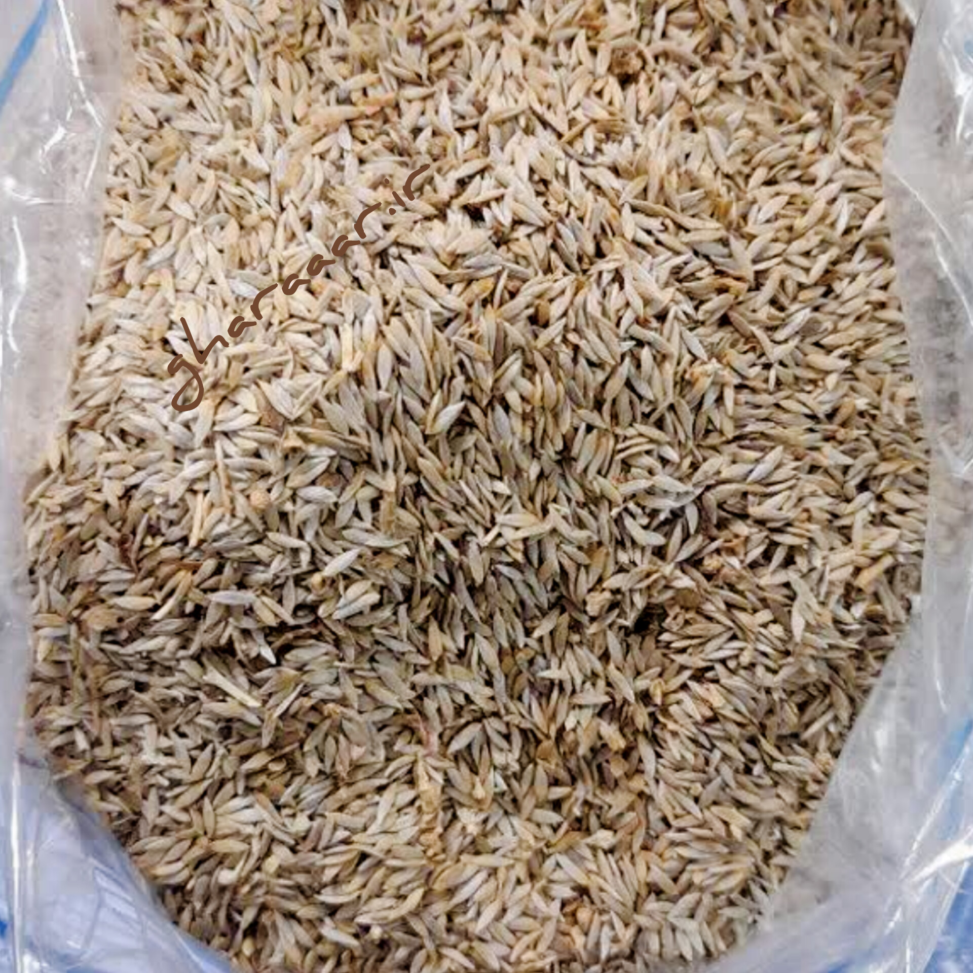 بذر کاهو